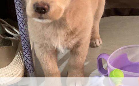 拉布拉多伴侣犬基本训练科目详解