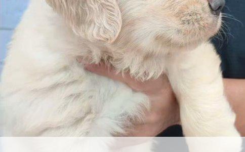 金毛幼犬的喂养指南：SugarFox狗粮好不好？