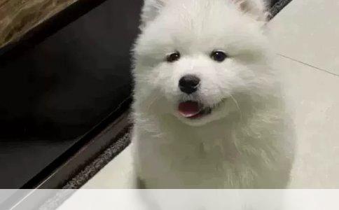 金毛犬的智趣训练：解锁捡球技能的秘密
