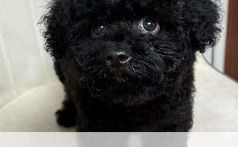 早上刷牙的合理时间：饭前还是饭后？