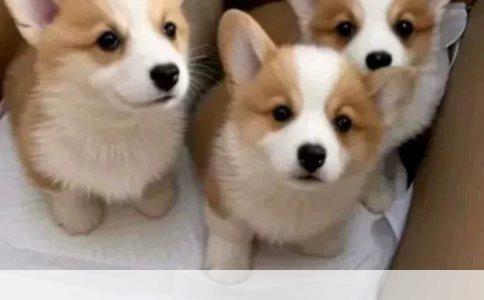 绝育手术能否改善咬人狗狗行为：全面解析