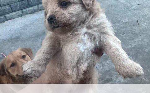 第一次养犬优选：中型犬中的佼佼者