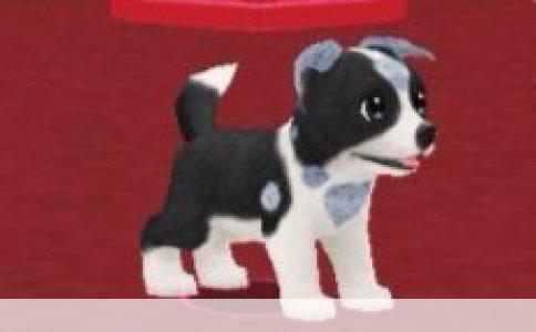 深入解析：狗绳训练法的正确使用