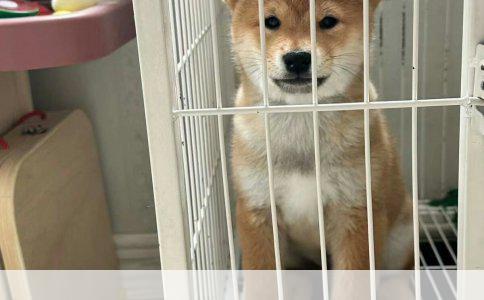 《掌握这些方法，训练贵宾犬轻而易举》