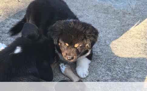 狗狗绝育手术恢复周期详解