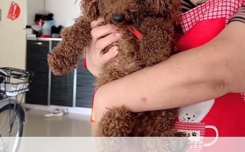 三岁儿童被狗咬伤，疫苗接种与风险分析