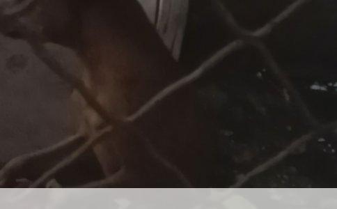 金毛幼犬为何不常叫：探秘其生理与心理特点