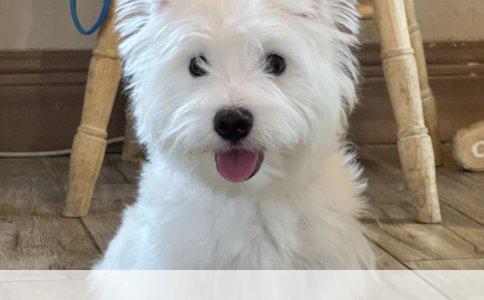 半年前被狗咬，今又被猫咬，是否需要再次接种狂犬疫苗？