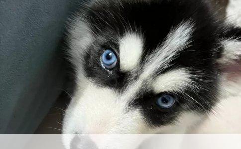 哈士奇训练黄金期：科学指导下的幼犬成长规划
