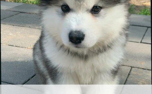 如何为宠物狗正确洗澡