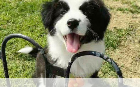 关于养狗女孩必须知悉的弓形虫问题解析