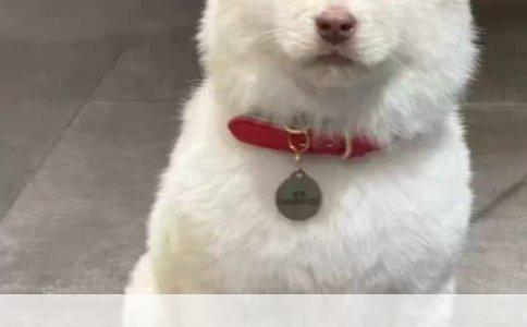 物业小区关于养狗规定的宣传栏内容