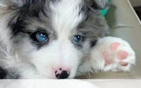 《狗狗洗澡时突发意外身亡，警示主人科学饲养的必要性》