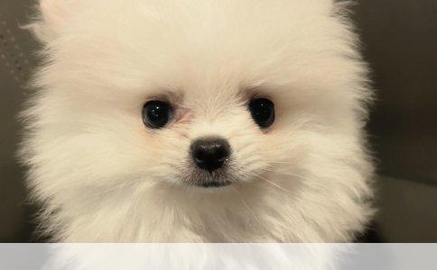 给狗狗洗澡适宜水温