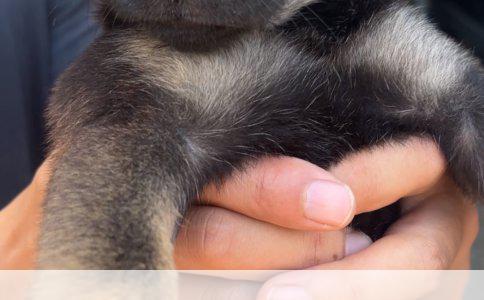 深入探讨狗狗训练的技巧与问题