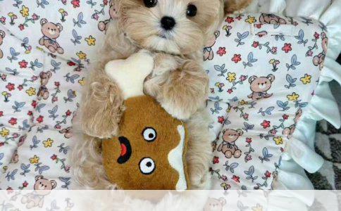 母猫绝育后疼痛应对策略