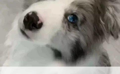爱的归宿：领养流浪狗狗，给它们一个温暖的家