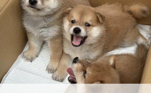 关于小区养狗投诉的途径与方法