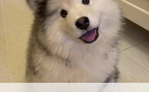 详解如何训练56个月大的小狗