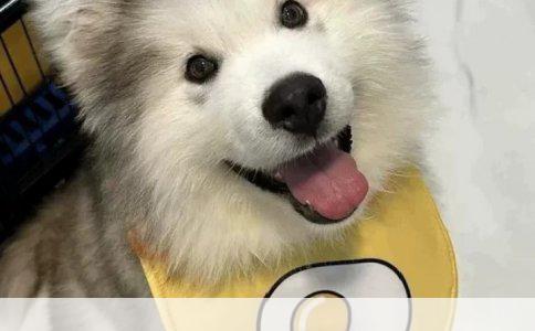 德国牧羊犬幼犬训练全攻略