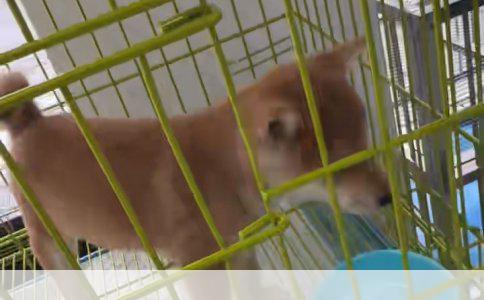 1000元预算，公寓里的萌宠新选择：小型犬俊介风养成记