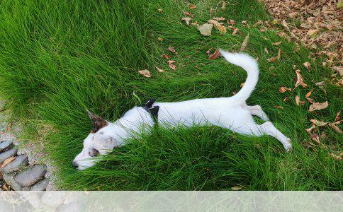 狗抓伤后是否需要接种疫苗