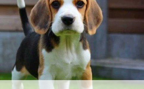 养狗指南：训狗教程全解析