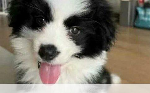 雪狐狗的私人喂养指南：科学营养与爱心呵护的平衡