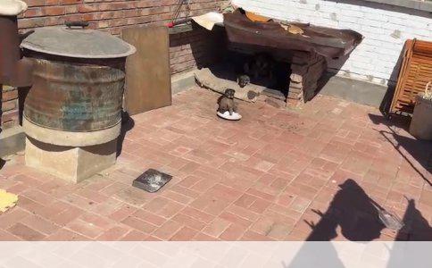 狗狗驱虫药能否更换品牌或类型？