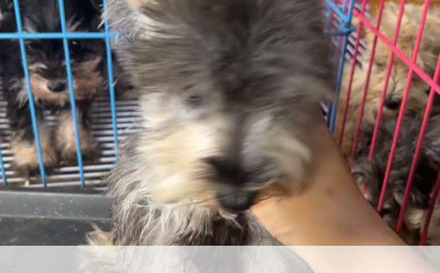 狗狗洗澡能否使用肥皂及人的沐浴露？