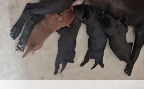 母猫绝育价格高因素分析