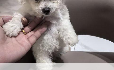 阿拉斯加犬分娩期护理全攻略