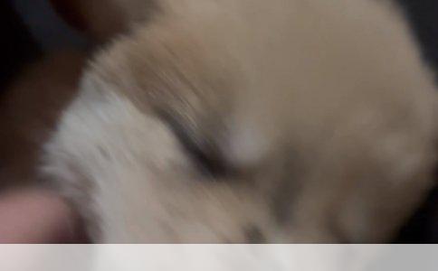 无锡狂犬病疫苗接种点与价格指南