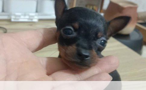 狗狗定点上厕所训练指南