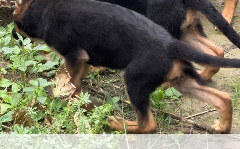 泰迪狗驱虫后持续拉虫分析