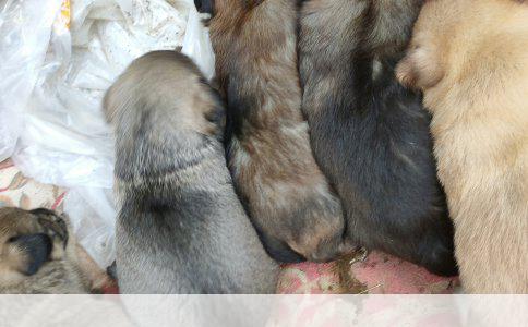 长期不刷牙的后果