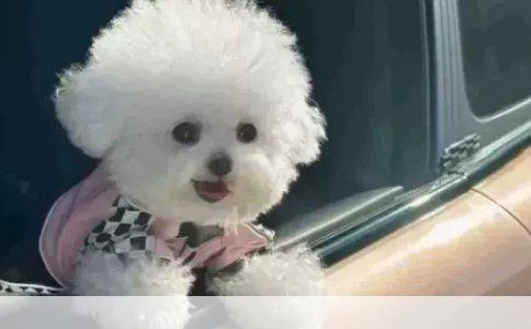 训练雪橇狗哈士奇的秘诀：打造忠诚伴侣的实用指南
