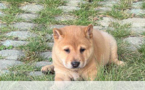 狗疫苗接种指南：疫苗种类与价格解析