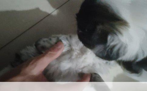 六联疫苗详解：阿拉斯加幼犬接种指南