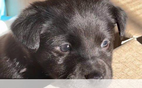 狗狗绝育手术最佳时机探讨