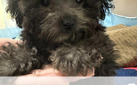 打了狂犬疫苗又被狗咬了怎么办？