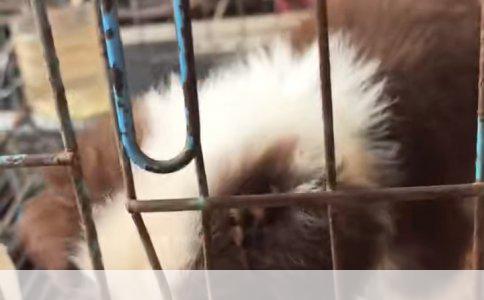 狗狗预防针后洗澡指南