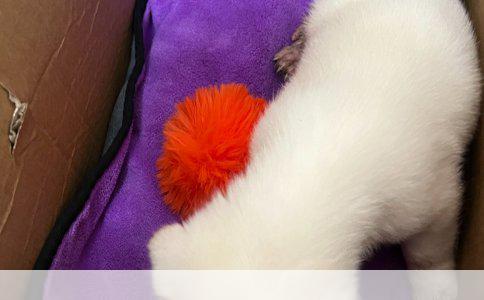 为狗狗洗澡的步骤与注意事项