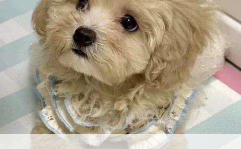 狗接种疫苗后的最佳洗澡时机：科学指南与家长关怀