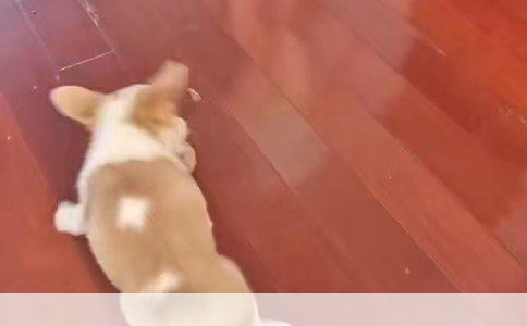 灵提犬灯跟随训练法详解