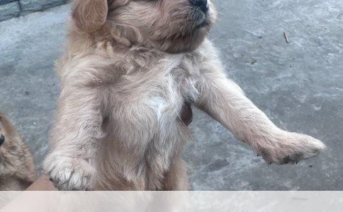 牙龈出血：从刷牙到吃水果的疑惑与治疗指南