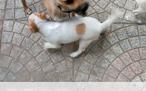 养狗的利与弊：全面解析养狗的优缺点