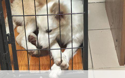 公猫绝育与母猫绝育的利弊分析