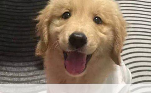 我家的八哥为何拒绝入盆洗澡？