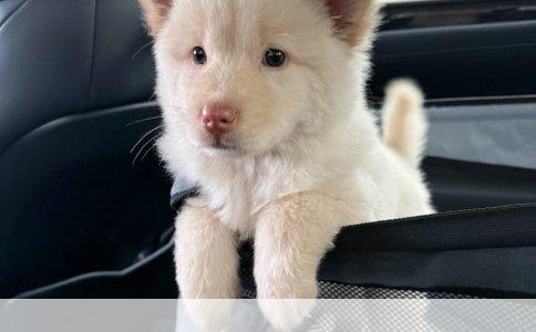 拉布拉多犬只训练时机探讨：几个月可开始训练？